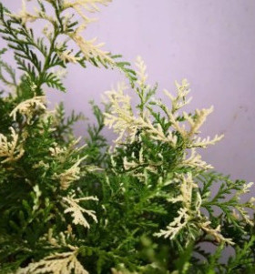针叶树 柏类 紫荆Chamaecyparis Obtusa‘Ｇlobosa Ｖariegata'