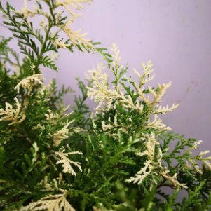针叶树 柏类 紫荆Chamaecyparis Obtusa‘Ｇlobosa Ｖariegata'