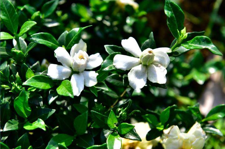 寿星栀子花 进口多季开花一物一拍浓香阳台绿植造型盆景盆栽栀子,鲜花速递/花卉仿真/绿植园艺,时令草本花卉,淘宝优惠券,粉丝福利购,淘宝优惠卷