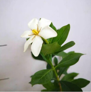 小叶达摩栀子  国产小叶新品种栀子花盆景盆栽素材多季花栀子花苗