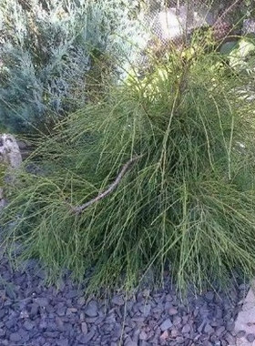 针叶树 北美香柏 小马 Thuja occidentalis Little Filly