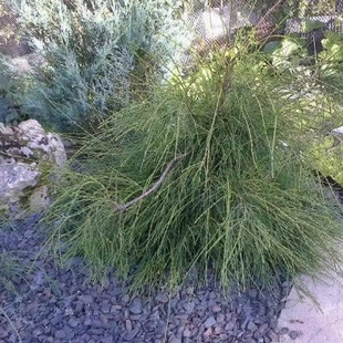 针叶树 北美香柏 小马 Thuja occidentalis Little Filly
