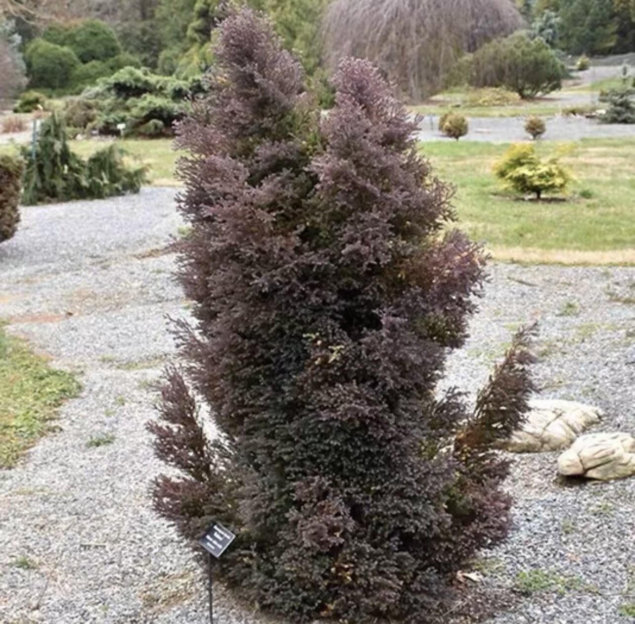 红星 变色针叶树紫色花园庭院好养盆栽绿植耐寒花苗