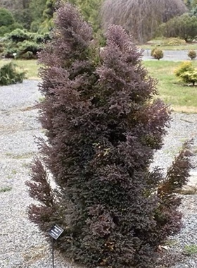 红星 变色针叶树紫色花园庭院好养盆栽绿植耐寒花苗