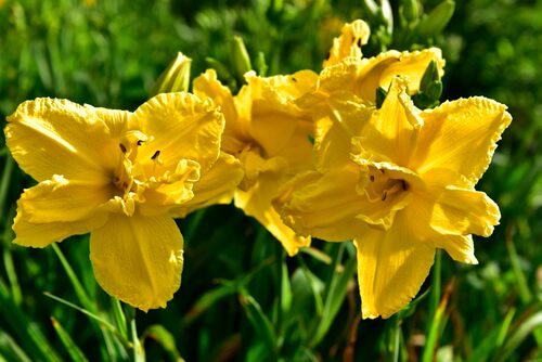 进口大花萱草：西罗亚双喜Hemerocallis ‘Siloam Double Delight