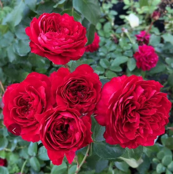 红色达芬奇 ADR灌木耐热开花机器抗病阳台盆栽大苗四季花月季花苗