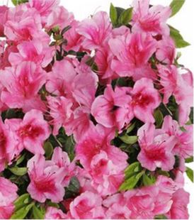 杜鹃狂欢 花植物常绿地栽杜鹃花苗 进口盆栽大苗花园庭院多季