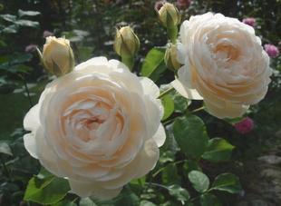 花苗 开花欧月藤本月季 尤特森修道院 地栽大苗大花奶油白耐寒多季