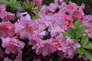 杜鹃粉红泡泡 大花重瓣盆栽地栽杜鹃花苗