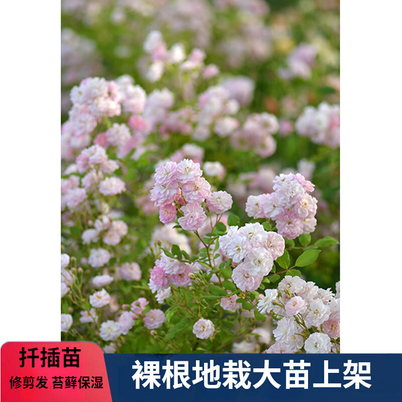 呼吸香水/微风香水 持续开花藤月季/蔷薇/玫瑰