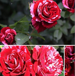 惊鸿Deep impression 灌木裸根大苗多季开花庭院阳台花卉盆栽月季