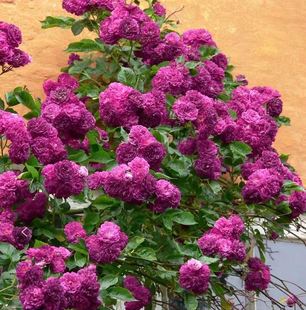 花苗 大藤本群开紫色欧月庭院花园盆栽地栽大苗月季 蓝 南洋红色