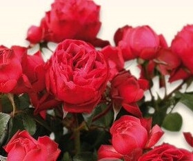 古典绒球Old Fashion Pompon灌木大苗抗病强多季花盆栽月季花苗