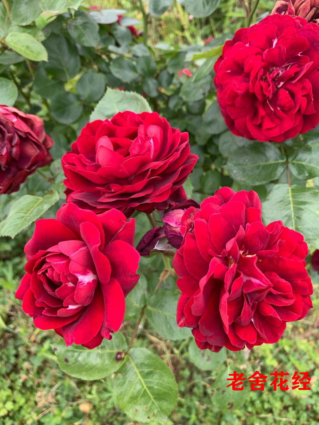 海格罗夫新品欧月藤本灌木持续开花大花地栽大苗盆栽月季玫瑰花苗