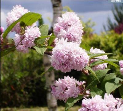 新品溲疏 粉蓬蓬/粉红绒球 花期长耐寒丰花庭院花园绿植花卉花苗