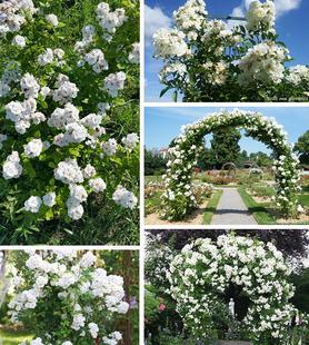 ADR浓香抗病强花柱花墙拱门地栽大苗月季 花环 花苗 爱 老舍花经