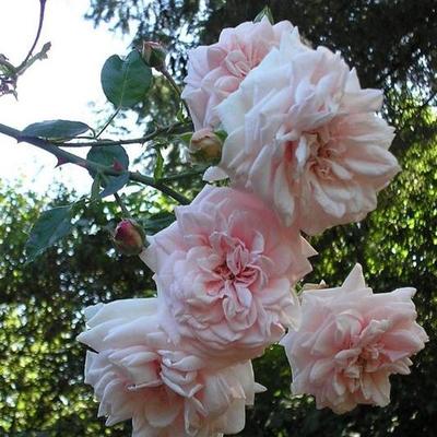 唤醒又名苏醒 大藤本地栽大苗大花勤花耐阴花墙拱门玫瑰月季花苗