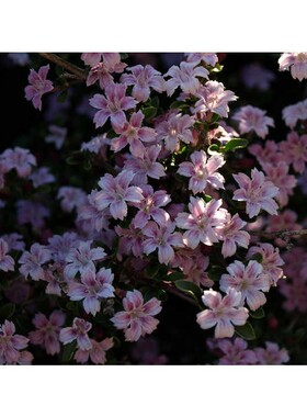 粉花六月雪 苹果花 流行盆景植物灌木花园庭院绿植花卉花苗