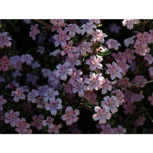 粉花六月雪 流行盆景植物灌木花园庭院绿植花卉花苗 苹果花