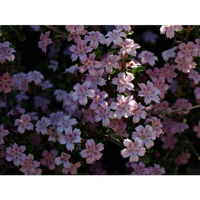 粉花六月雪： 苹果花 流行盆景植物灌木花园庭院绿植花卉花苗