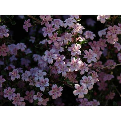 粉花六月雪 苹果花 流行盆景植物灌木花园庭院绿植花卉花苗