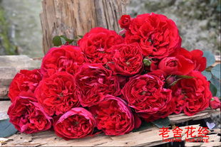 弗洛伦蒂娜 ADR爬藤大红丰花耐寒抗病盆栽地栽大苗月季玫瑰花苗