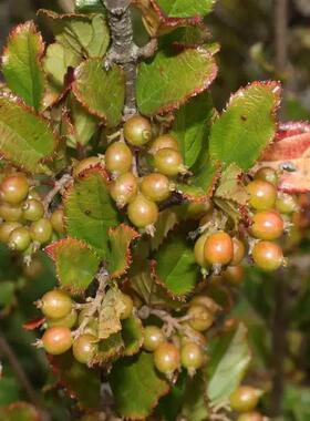 台东荚蒾Viburnum taitoense Hayata