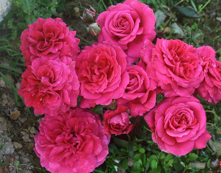 恩典女王 大键琴  浓香勤花抗病强ht盆栽地栽花卉玫瑰月季花苗