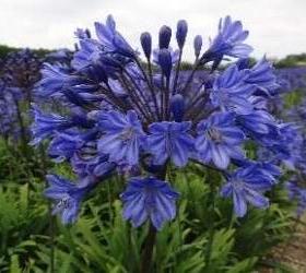 进口百子莲Intermedia’媒介物等二十个品种清单详情宿根种球花卉