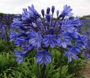 进口百子莲Intermedia’媒介物等二十个品种清单详情宿根种球花卉