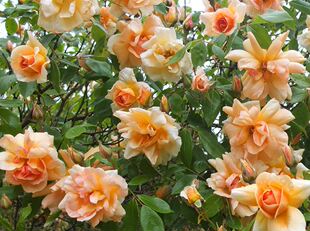 科瑞普斯库勒   藤本可灌木多季开花浓香花量大花园庭院月季花苗