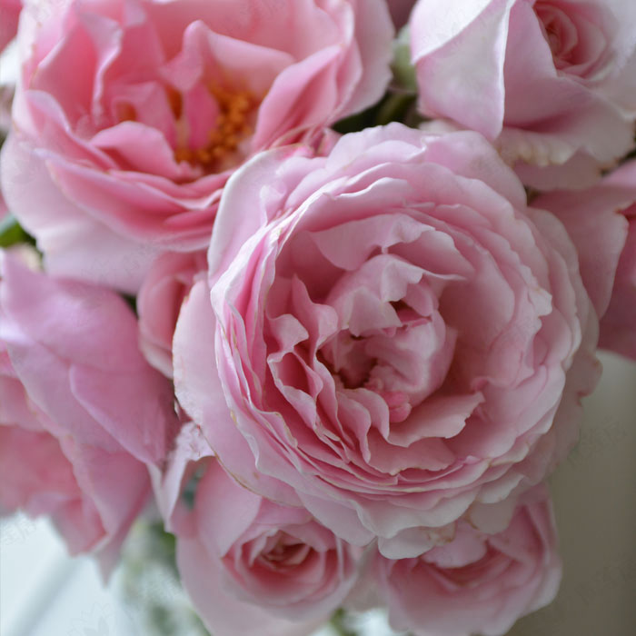 比利时王妃克莱尔 灌木多季花阳台花园庭院裸根大苗月季玫瑰花苗