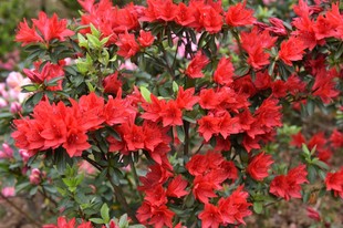 火烈鸟／琉球红久留米杜鹃日本耐寒耐热园中珍品大苗盆栽杜鹃花苗