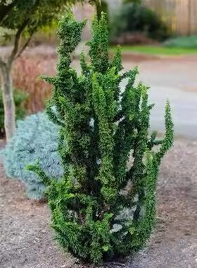 石化桧“奇里门Chamaecyparis obtusa 'Chirimen'花园绿植柏树苗