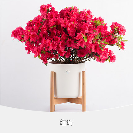 杜鹃多品种集合2  久留米皋月东鹃春鹃进口杜鹃花园绿植盆栽花苗