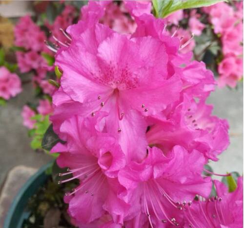 老舍花经 杜鹃紫之秀色裸根地栽大苗绿植盆栽花卉杜鹃花苗