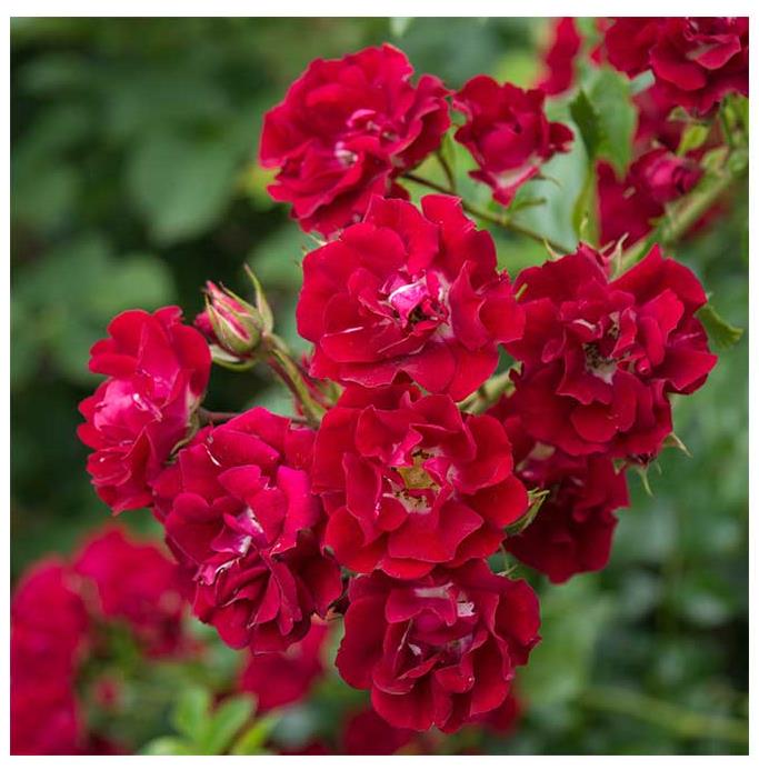 漫步的露西 新品月季多季花抗病强生长快爬藤大苗月季花苗