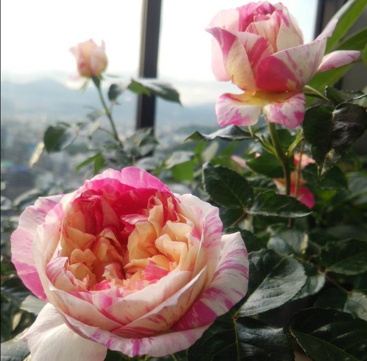 马奈 可藤可灌木耐热浓香多季开花少刺裸根地栽大苗玫瑰月季花苗