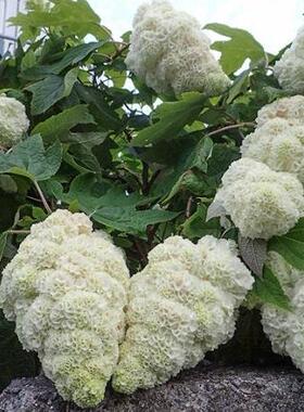 和莫尼 进口栎叶绣球Hydrangea quercifolia‘Harmony和声