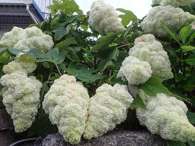 和莫尼 进口栎叶绣球Hydrangea quercifolia‘Harmony和声