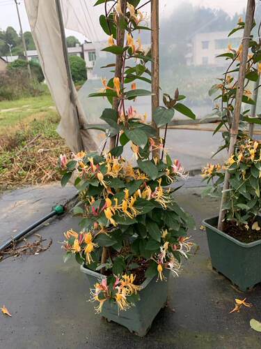 彩色金银花国际邮展忍冬浓香藤本