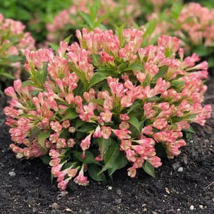 迷你花叶锦带 粉桃子火之翼 苏珊妮乌木象牙红宝石耐热寒盆栽花苗