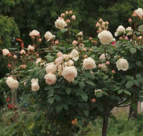 粉妆楼/玉玲珑 古老国月品种勤花浓香耐热地栽大苗月季玫瑰花苗