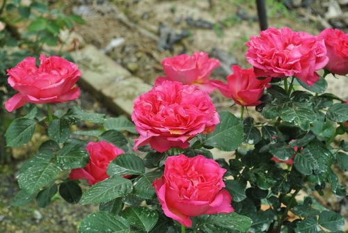 粉色茶花女 大花抗黑斑白粉多季花盆栽地栽大苗月季花卉花苗