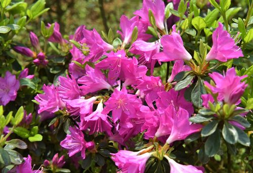 进口久留米杜鹃小青莲 耐寒分枝好庭院绿植地栽盆栽花卉杜鹃花苗