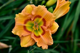 进口大花萱草 南瓜小子Hemerocallis ‘Pumpkin Kid'大花常绿萱草