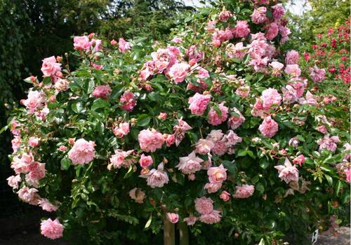 保罗诺尔  多季花耐阴藤本抗病强北墙庭院裸根地栽月季大苗花苗