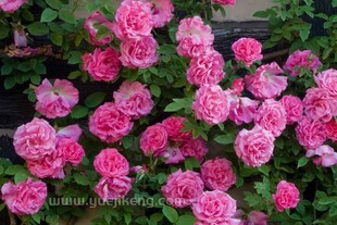 瑟菲席妮杜鲁安 藤本可灌多季开花无刺耐阴花园庭院地栽月季花苗