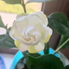 玉环栀子花 多季开花浓香赏花赏果一物一拍稀有名贵栀子花花苗图片
