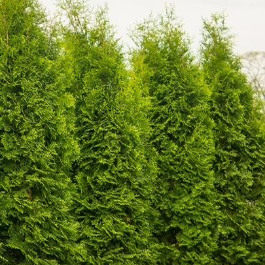 针叶树 北美香柏 布拉班特之王 Thuja occ. 'King of Brabant'
